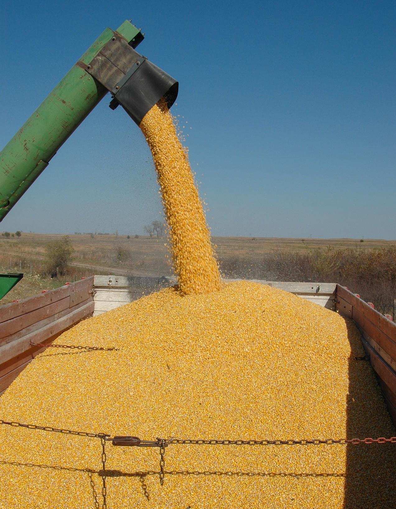corn being processed on a farm 